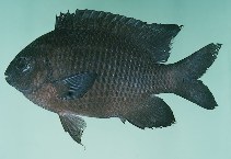 Image of Stegastes obreptus (Western gregory)