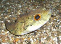 Image of Pao palembangensis 