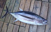 Image of Thunnus alalunga (Albacore)