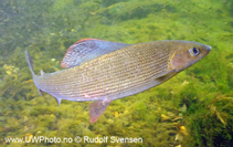 Image of Thymallus thymallus (Grayling)