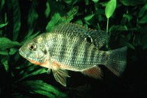 Image of Coptodon rendalli (Redbreast tilapia)