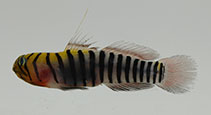 Image of Tigrigobius zebrella (Zebrette goby)