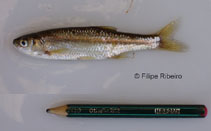 Image of Squalius alburnoides 