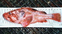 Image of Trachyscorpia cristulata echinata (Spiny scorpionfish)