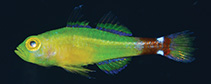 Image of Trimma meranyx (Day-night pygmy goby)