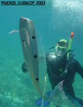 Image of Trachipterus trachypterus (Mediterranean dealfish)