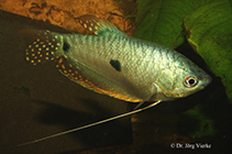 Image of Trichopodus trichopterus (Three spot gourami)