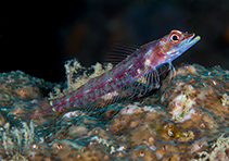 Image of Ucla xenogrammus (Largemouth triplefin)