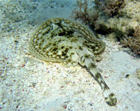 Image of Urobatis jamaicensis (Yellow stingray)