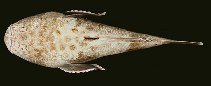 tn_Ursul_u1.jpg
