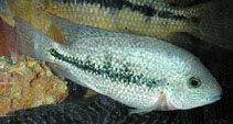 Image of Vieja hartwegi (Tailbar cichlid)